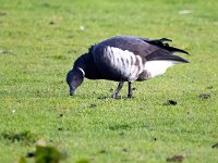 Branta bernicla nigricans 31, Zwarte rotgans, Saxifraga-Bart Vastenhouw