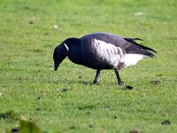 Branta bernicla nigricans 32, Zwarte rotgans, Saxifraga-Bart Vastenhouw
