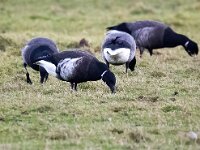 Branta bernicla nigricans 59, Zwarte rotgans, Saxifraga-Bart Vastenhouw