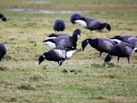 Branta bernicla nigricans 60, Zwarte rotgans, Saxifraga-Bart Vastenhouw