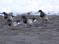 Branta hrota 13, Witbuikrotgans, Saxifraga-Peter Meininger