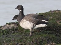 Branta hrota 16, Witbuikrotgans, Saxifraga-Peter Meininger