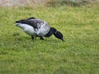 Branta hrota 25, Witbuikrotgans, Saxifraga-Bart Vastenhouw