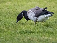 Branta hrota 26, Witbuikrotgans, Saxifraga-Bart Vastenhouw