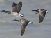 Branta hrota 7, Witbuikrotgans, Saxifraga-Peter Meininger