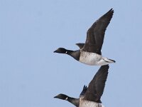 Branta hrota 8, Witbuikrotgans, Saxifraga-Peter Meininger