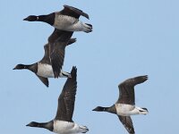 Branta hrota 9, Witbuikrotgans, Saxifraga-Peter Meininger