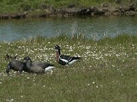 Branta ruficollis 3, Roodhalsgans, Saxifraga-Willem van Kruijsbergen