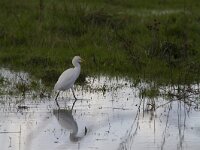 Bubulcus ibis 113, Koereiger, Saxifraga-Jan Nijendijk
