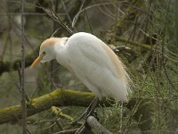 Bubulcus ibis 21, Koereiger, Saxifraga-Willem van Kruijsbergen
