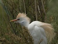 Bubulcus ibis 34, Koereiger, Saxifraga-Jan van der Straaten