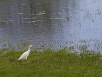 Bubulcus ibis 35, Koereiger, Saxifraga-Jan Nijendijk