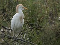 Bubulcus ibis 36, Koereiger, Saxifraga-Jan van der Straaten