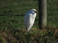 Bubulcus ibis 60, Koereiger, Saxifraga-Henk Sierdsema