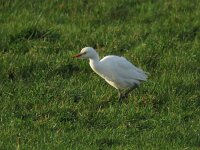 Bubulcus ibis 62, Koereiger, Saxifraga-Henk Sierdsema