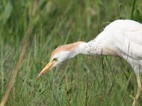 Bubulcus ibis 65, Koereiger, Saxifraga-Henk Baptist