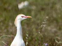 Bubulcus ibis, Koereiger 131, adult, breeding plumage, Saxifraga-Theo Verstrael