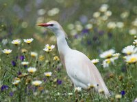 Bubulcus ibis, Koereiger 132, adult, breeding plumage, Saxifraga-Theo Verstrael