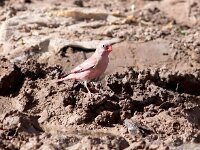 Bucanetes githagineus 3, Woestijnvink, Saxifraga-Bart Vastenhouw
