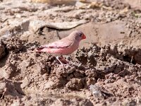Bucanetes githagineus 5, Woestijnvink, Saxifraga-Bart Vastenhouw