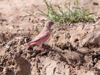 Bucanetes githagineus 6, Woestijnvink, Saxifraga-Bart Vastenhouw