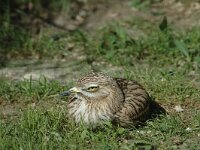 Burhinus oedicnemus 4, Griel, Saxifraga-Jan van der Straaten