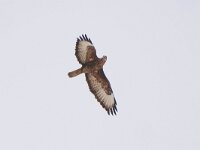 Buteo buteo ssp vulpinus 3, Steppebuizerd, Saxifraga-Tom Heijnen
