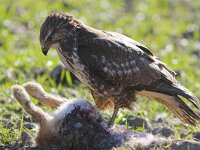 Buteo buteo 10, Buizerd, Saxifraga-Martin Mollet