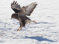 Buteo buteo 113, Buizerd, Saxifraga-Mark Zekhuis