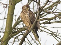 Buteo buteo 117, Buizerd, Saxifraga-Martin Mollet