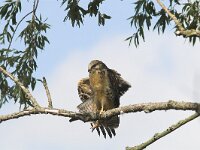 Buteo buteo 119, Buizerd, juvenile, Saxifraga-Martin Mollet