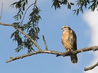 Buteo buteo 120, Buizerd, juvenile, Saxifraga-Martin Mollet
