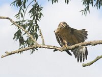 Buteo buteo 121, Buizerd, juvenile, Saxifraga-Martin Mollet