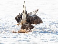 Buteo buteo 127, Buizerd, Saxifraga-Mark Zekhuis