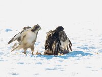 Buteo buteo 131, Buizerd, Saxifraga-Mark Zekhuis