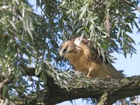 Buteo buteo 135, Buizerd, juvenile, Saxifraga-Martin Mollet