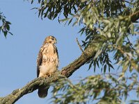 Buteo buteo 136, Buizerd, juvenile, Saxifraga-Martin Mollet