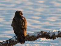 Buteo buteo 142, Buizerd, Saxifraga-Mark Zekhuis