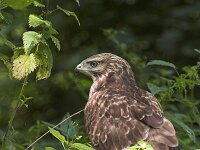 Buteo buteo 147, Buizerd, Saxifraga-Martin Mollet