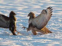 Buteo buteo 151, Buizerd, Saxifraga-Mark Zekhuis