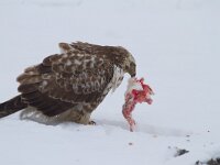 Buteo buteo 166, Buizerd, Saxifraga-Jan Nijendijk