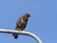 Buteo buteo 175, Buizerd, Saxifraga-Martin Mollet