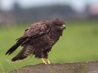 Buteo buteo 177, Buizerd, Saxifraga-Martin Mollet
