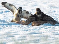 Buteo buteo 18, Buizerd, Saxifraga-Mark Zekhuis