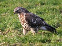 Buteo buteo 182, Buizerd, Saxifraga-Bart Vastenhouw