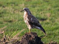 Buteo buteo 185, Buizerd, Saxifraga-Bart Vastenhouw