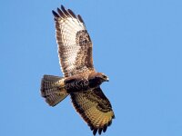 Buteo buteo 188, Buizerd, Saxifraga-Bart Vastenhouw