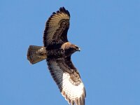 Buteo buteo 189, Buizerd, Saxifraga-Bart Vastenhouw