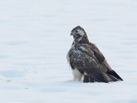 Buteo buteo 192, Buizerd, Saxifraga-Mark Zekhuis