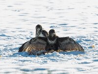 Buteo buteo 198, Buizerd, Saxifraga-Mark Zekhuis